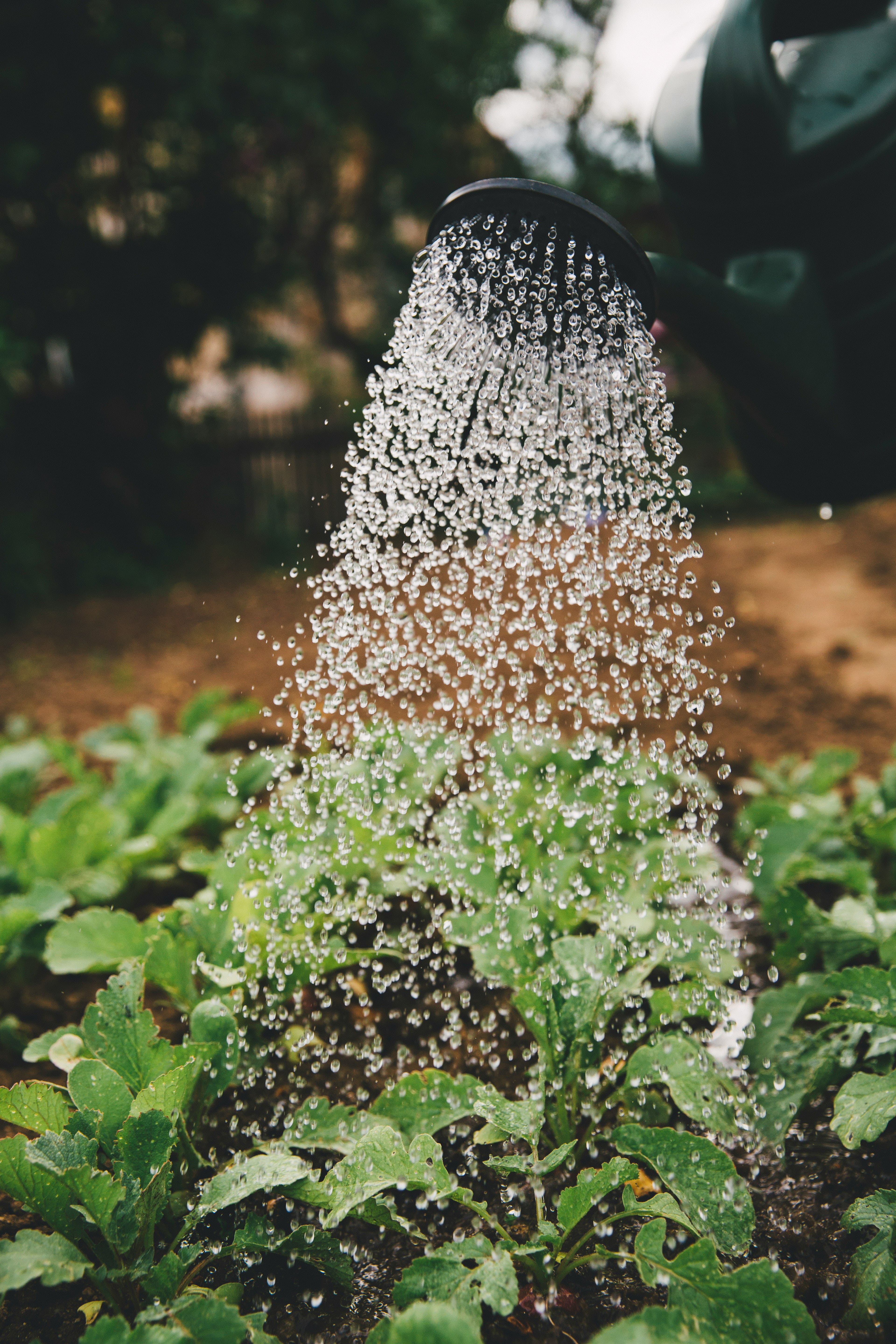 Gardening Banner