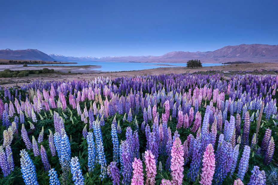 Newzealand